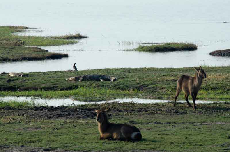 10 - Botswana - antilopes Acuaticos y cocodrilos - parque nacional de Chobe
